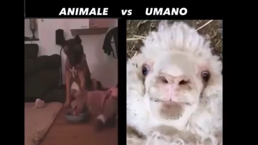 Sorridiamo - Animali vs Umano